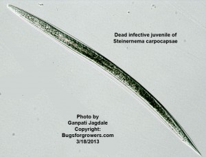 Dead infective juveniles of all beneficial entomopathogenic nematodes are straight and their bodies filled with water droplets