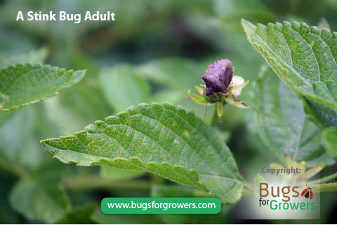 Stink bugs are polyphagous insect pests