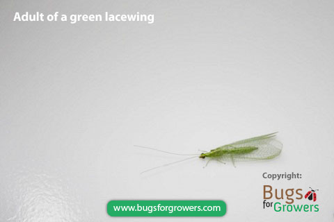 Green lacewings, Chrysoperla rufilabris