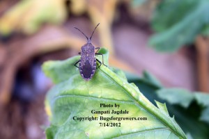 "An adult squash bug"