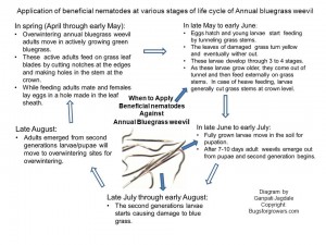 Life cycle of Annual Bluegrass weevil
