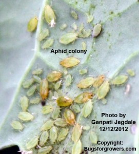 Aphid colony