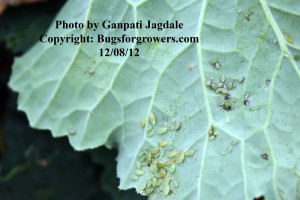 Aphids on collard green leaves