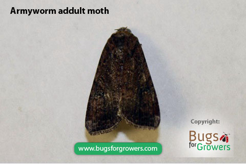 Armyworm adult moth