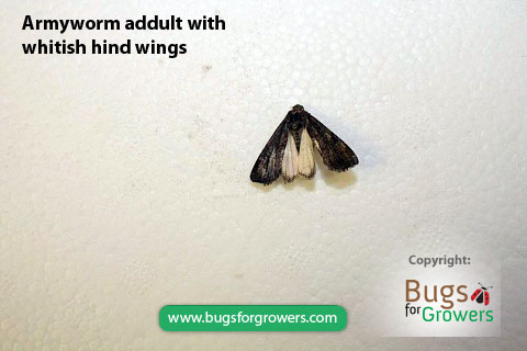 Armyworm adult with white hind wings