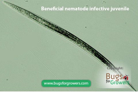 Beneficial entomopathogenic nematode