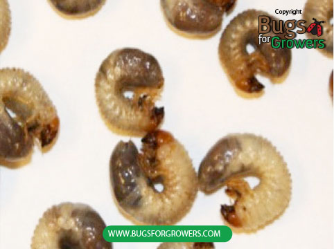 Japanese beetle grubs