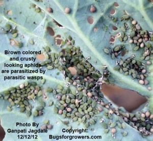 Brown and crispy looking aphids (called mummies) are parasitized by parasitic wasps