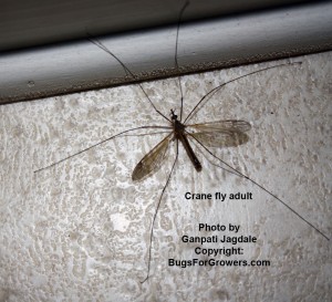 Crane fly, Tipula paludosa