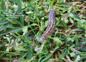 Cutworm on turfgrass