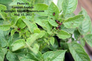 "The different instars of Colorado potato beetle grubs"