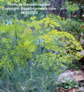 "Dill Plant"