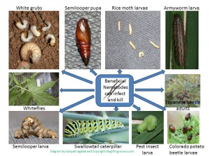 "Entomopathogenic nematodes can infect larval, pupal and adult stages of their insect hosts"