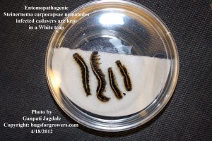 "Entomopathogenic nematode and Tent worms"