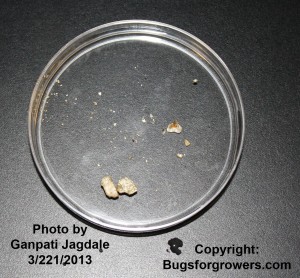 Entompathogenic nematode viability should be checked before application