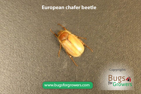 Adult of European Chafer Beetle