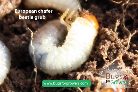 A grub of European chafer beetle