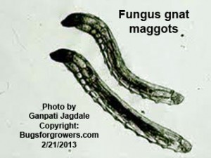 Beneficial Entomopathogenic nematodes can kill fungus gnat maggots