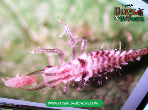 Mealybug nymph eaten by green lacewing larva