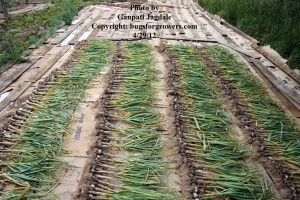 "Harvested garlic kept outside for a few hours for drying of attached soil"