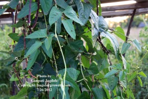 "Chinese long beans infested by Kudzu bugs"