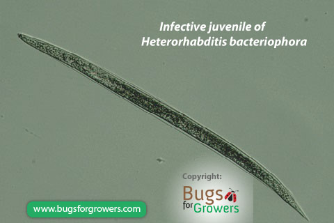 Beneficial entomopathogenic Heterorhabditis bacteriophora nematodes