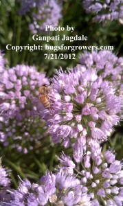 "A honeybee on flowers"