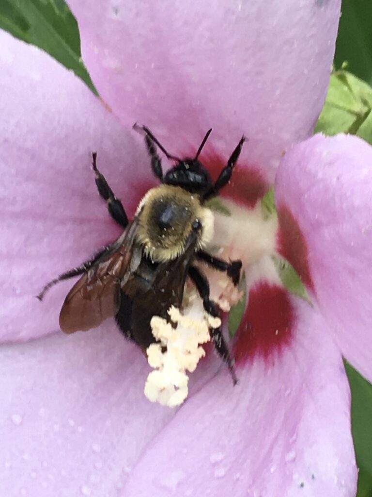 Bumblebee is engaged in pollination of a Roses of Sharon flower.