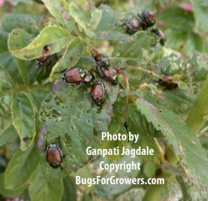 Metallic Green colored Japanese Beetles