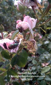 "The Japanese beetles feeding on roses"