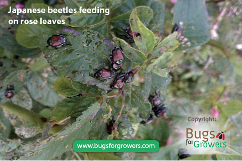 Adults of Japanese beetles feed on plant leaves