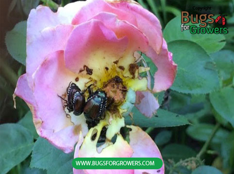 A rose flower damaged by Japanese beetle