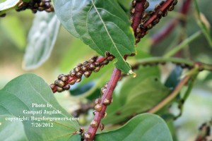 "Kudzu bugs on Chinese long bean pods"