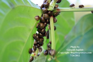 "Several greenish looking Kudzu bug nymphs"