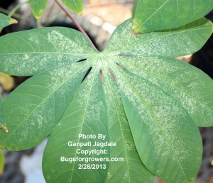 Predatory mite Amblyseius swirskii can reduce damage by spider mites