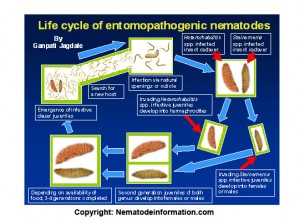 "Life cycle of entomopathogenic nematodes"