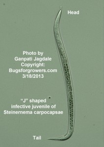Live Steinernema carpocapsae infective juvenile forms a typical J shape at rest