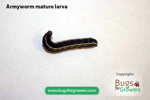 Mature larva of armyworm