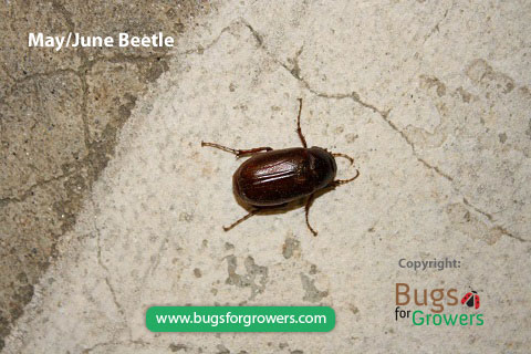 May/June beetles are Attracted to light