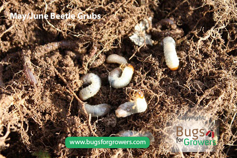 May/June Beetle Grubs are found in the lawn planted with tallfescue grass