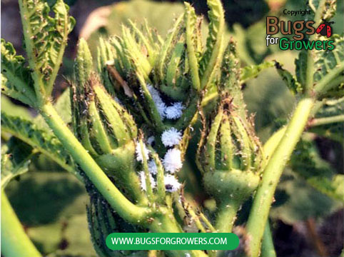 Mealybugs feeding on okra plants