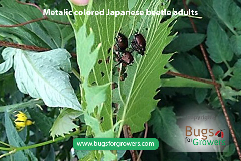 Adults of Japanese beetles