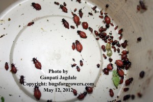 "The grub stages of Colorado potato beetles"