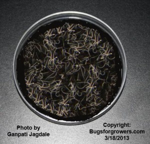 Entomopathogenic nematodes are white thread-like roundworms