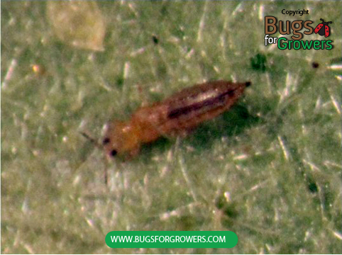 Steinernema carpocapsae (NemaShield Sc Invivo) Nematodes - Beneficial  Insects - Control - Fungus Gnat, Shore Fly, Thrips pupae