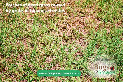 Patches of dead grass caused by grubs of Japanese beetles