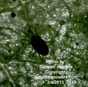 Predatory mite Amblyseius swirskii feed on spider mites