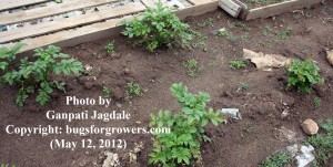 "Organically grown Potato plants"