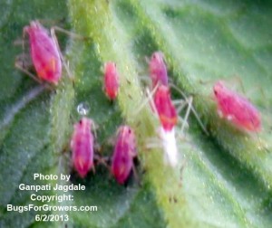 Red aphids are pests of tomatoes