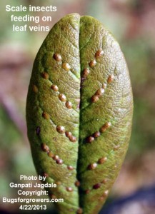 The scale insects